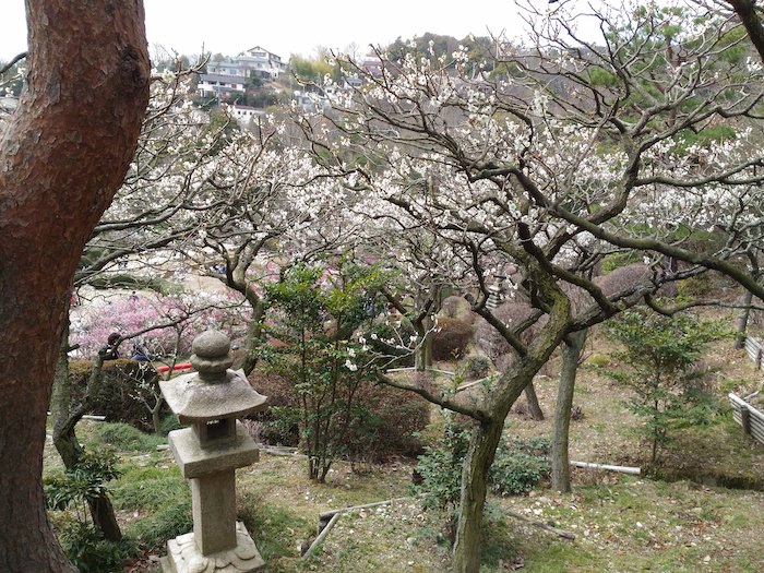 中山寺梅林