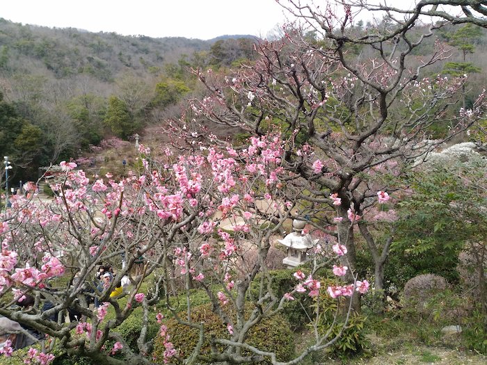 中山寺梅林