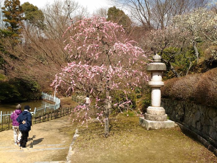 中山寺梅林